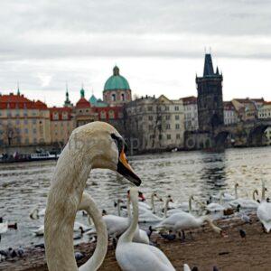 City Swan