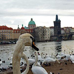 City Swan (arty)
