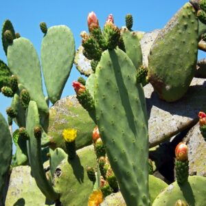 Cactus Scene