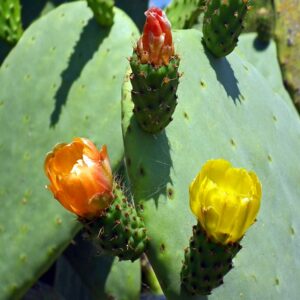 Cactus Flowers