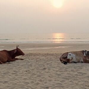 Cows on Beach 1