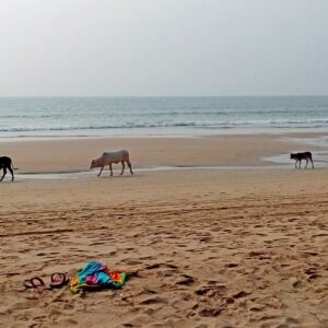 Cows on Beach 2