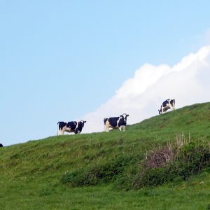 Cows on Ridge