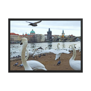Prague swans