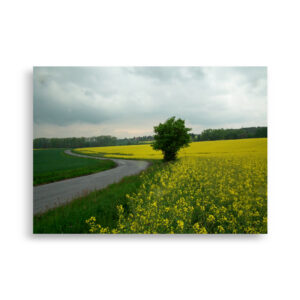 Yellow Field Road