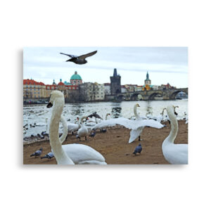 Prague Swans