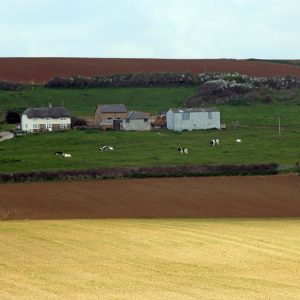 Field with Cows
