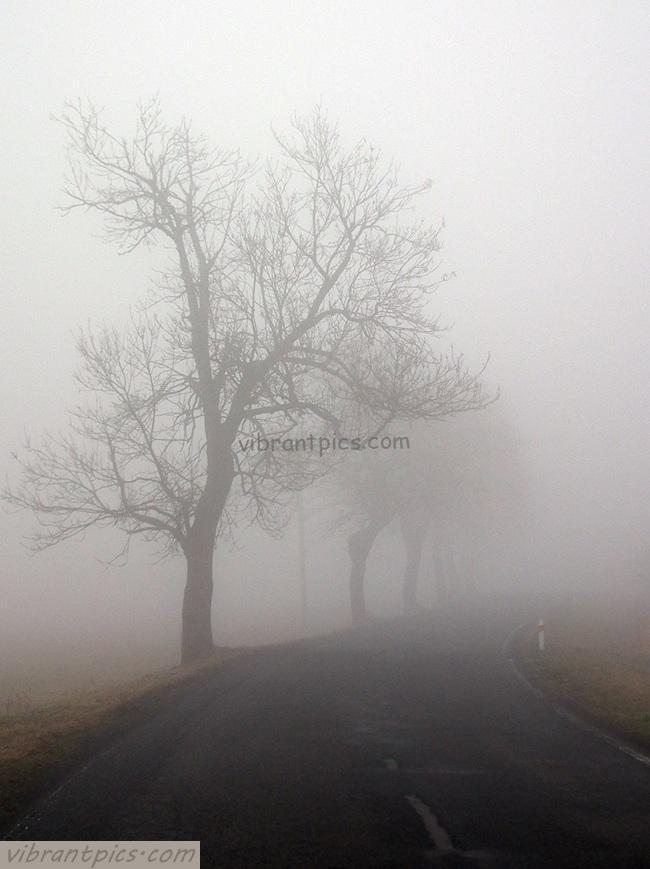 fogtrees