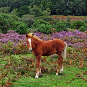 New Forrest Horse