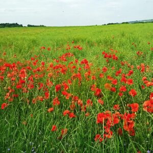 Poppies