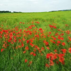 Poppies (arty)