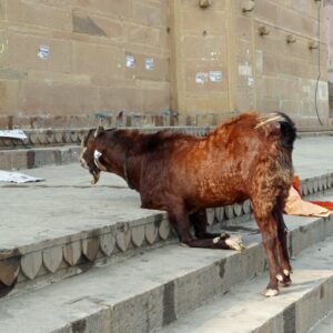 Praying Goat
