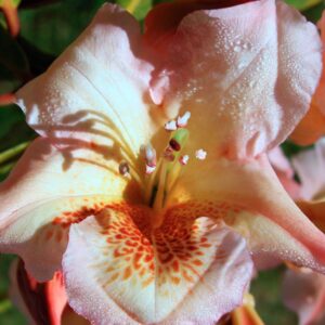 Rhododendron