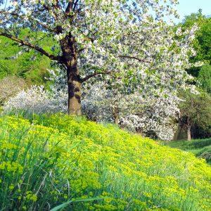 Spring Flowers