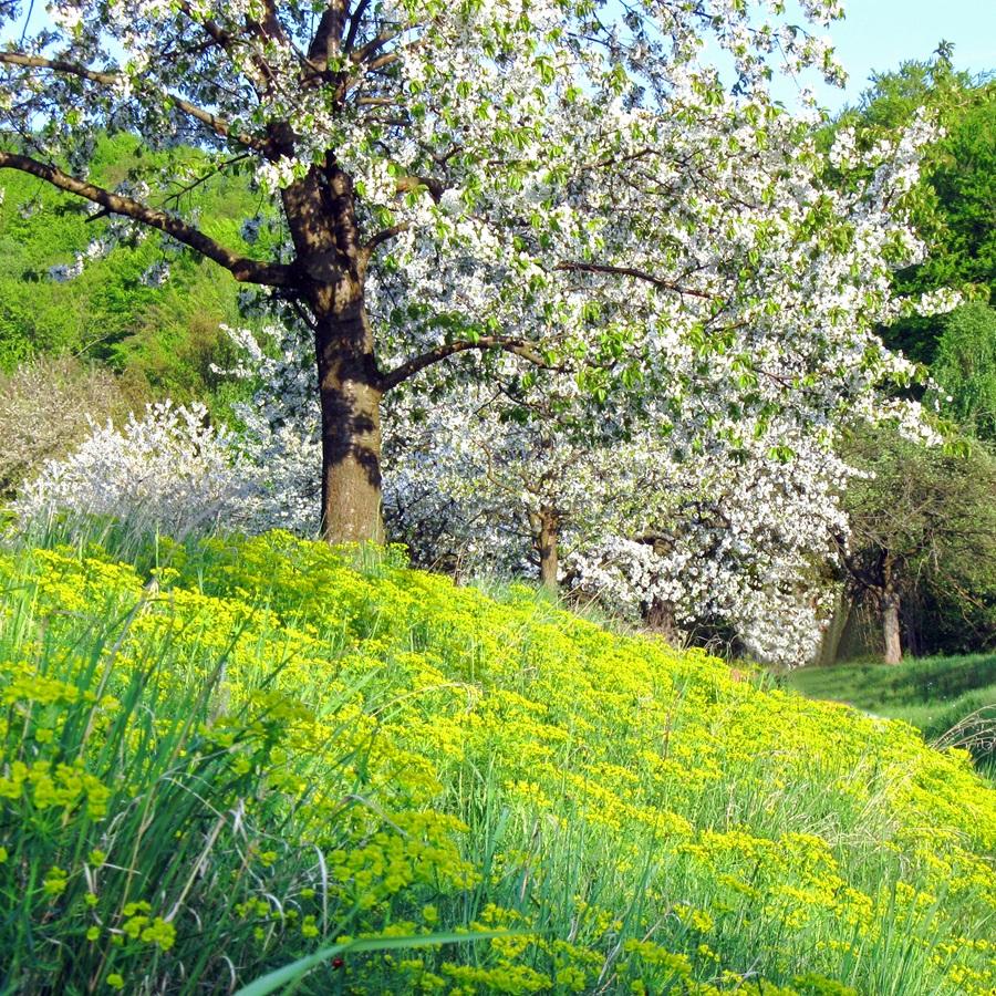 spring flowers