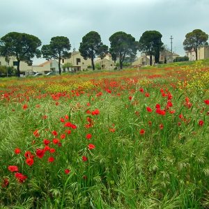 Summer Flowers