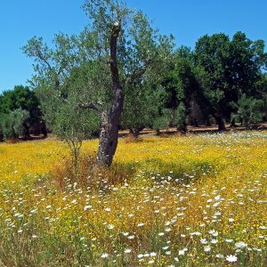 Summer Meadow