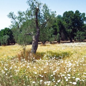 Summer Meadow