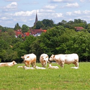 Village Cows