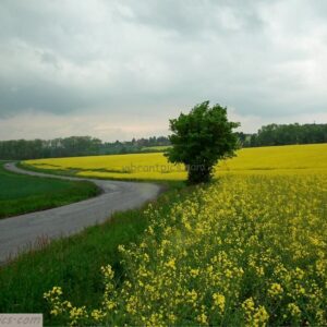 Yellow Field Road