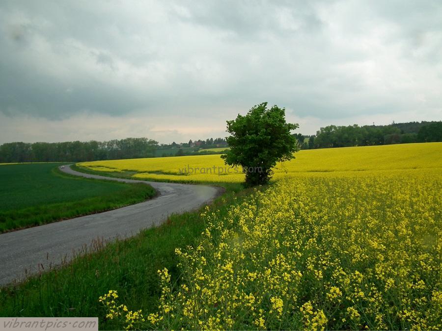 yellowfieldroad