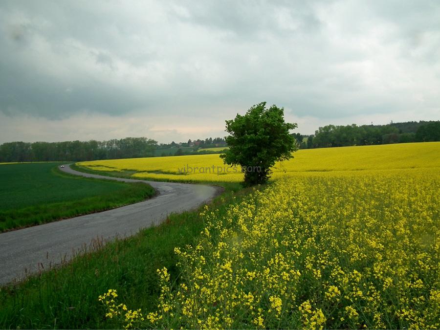yellowfieldroad